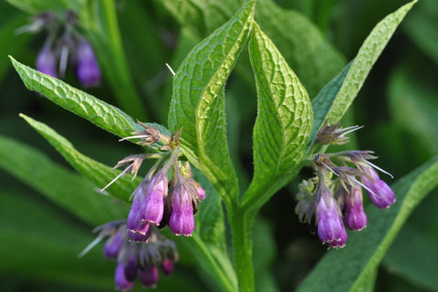 Symphytum officinale