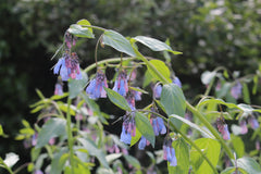 Symphytum officinale blue-flowered