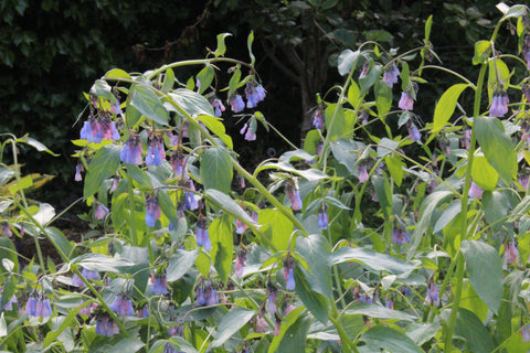 Symphytum officinale blue-flowered