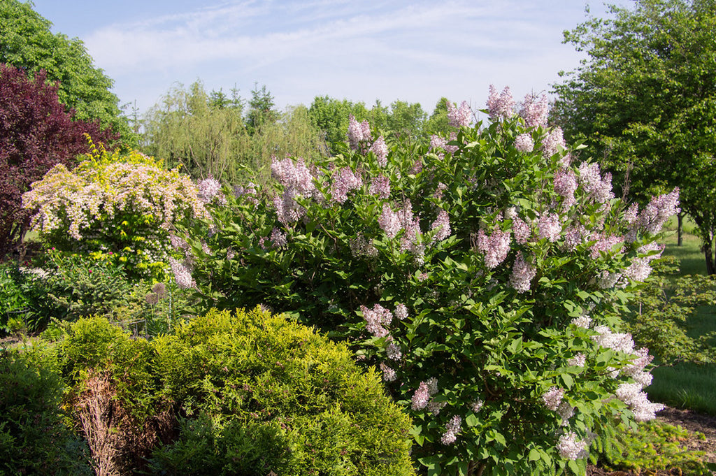 Image of Syringa pubescens tree in full bloom