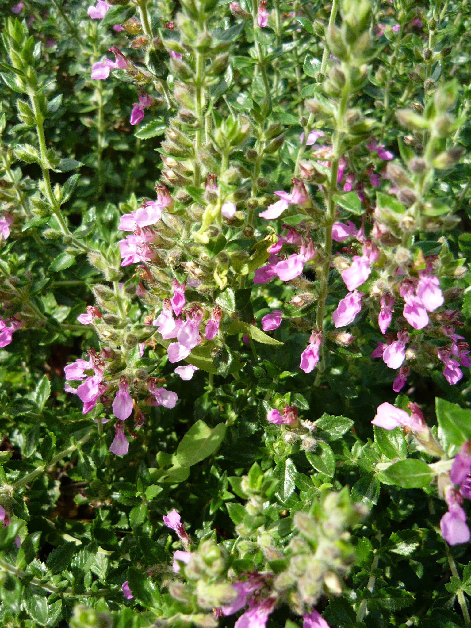Teucrium X Lucidrys