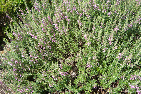 Teucrium x lucidrys