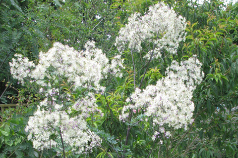 Thalictrum 'Elin'