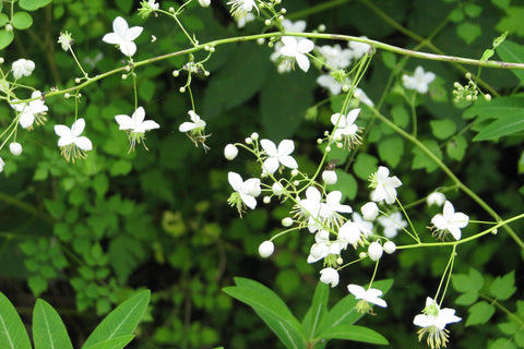 Thalictrum delavayi 'Album'