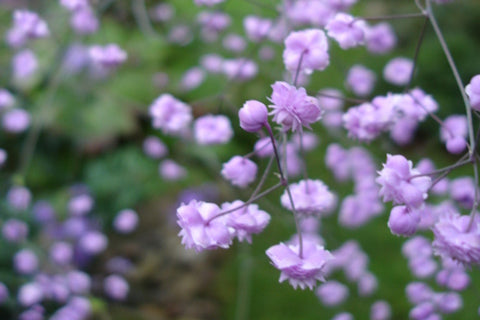 Thalictrum delavayi 'Hewitt’s Double' (d)