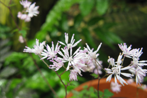 Thalictrum kiusianum