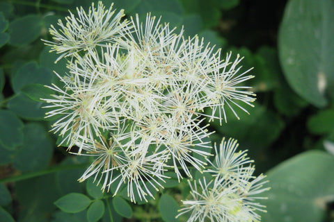 Thalictrum aquilegiifolium 'Album'