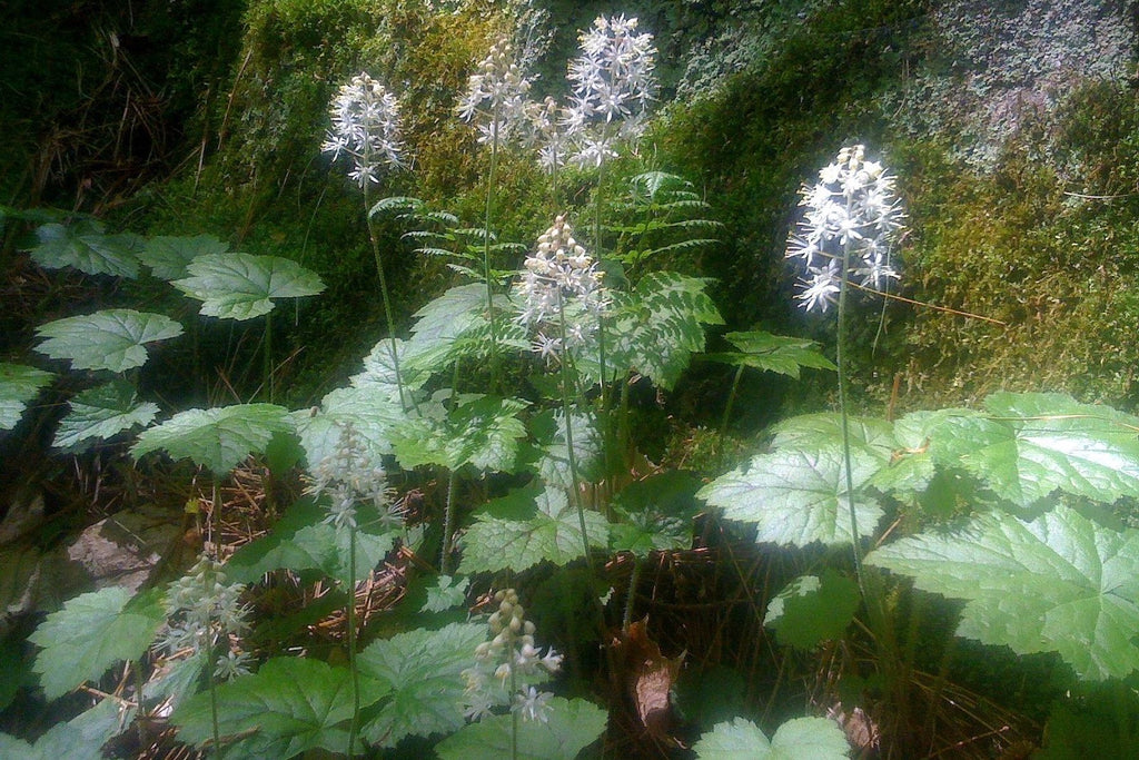 Tiarella cordifolia #1 (Foam Flower) - Scioto Gardens Nursery