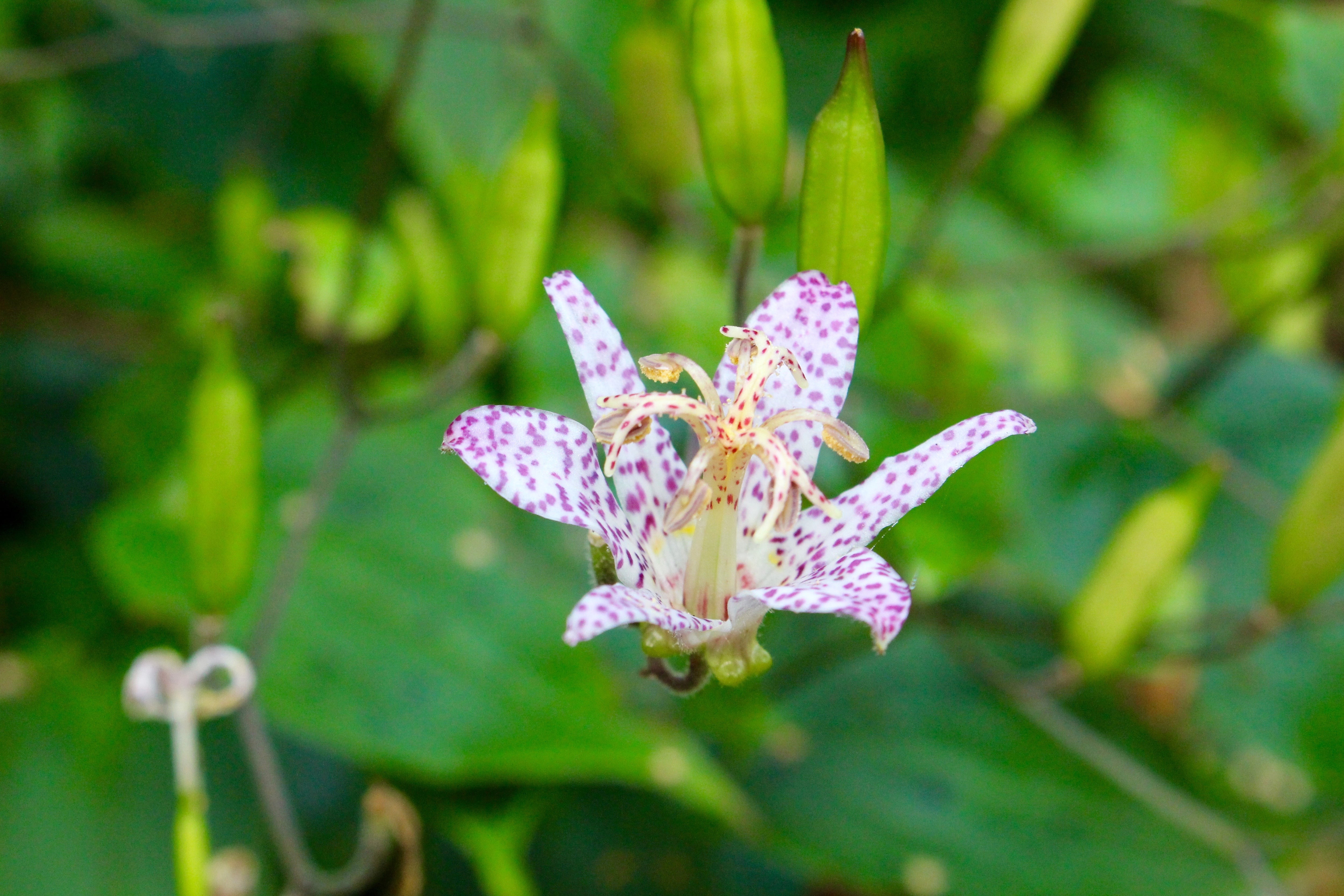Tricyrtis formosana Stolonifera Group Ballyrobert Gardens
