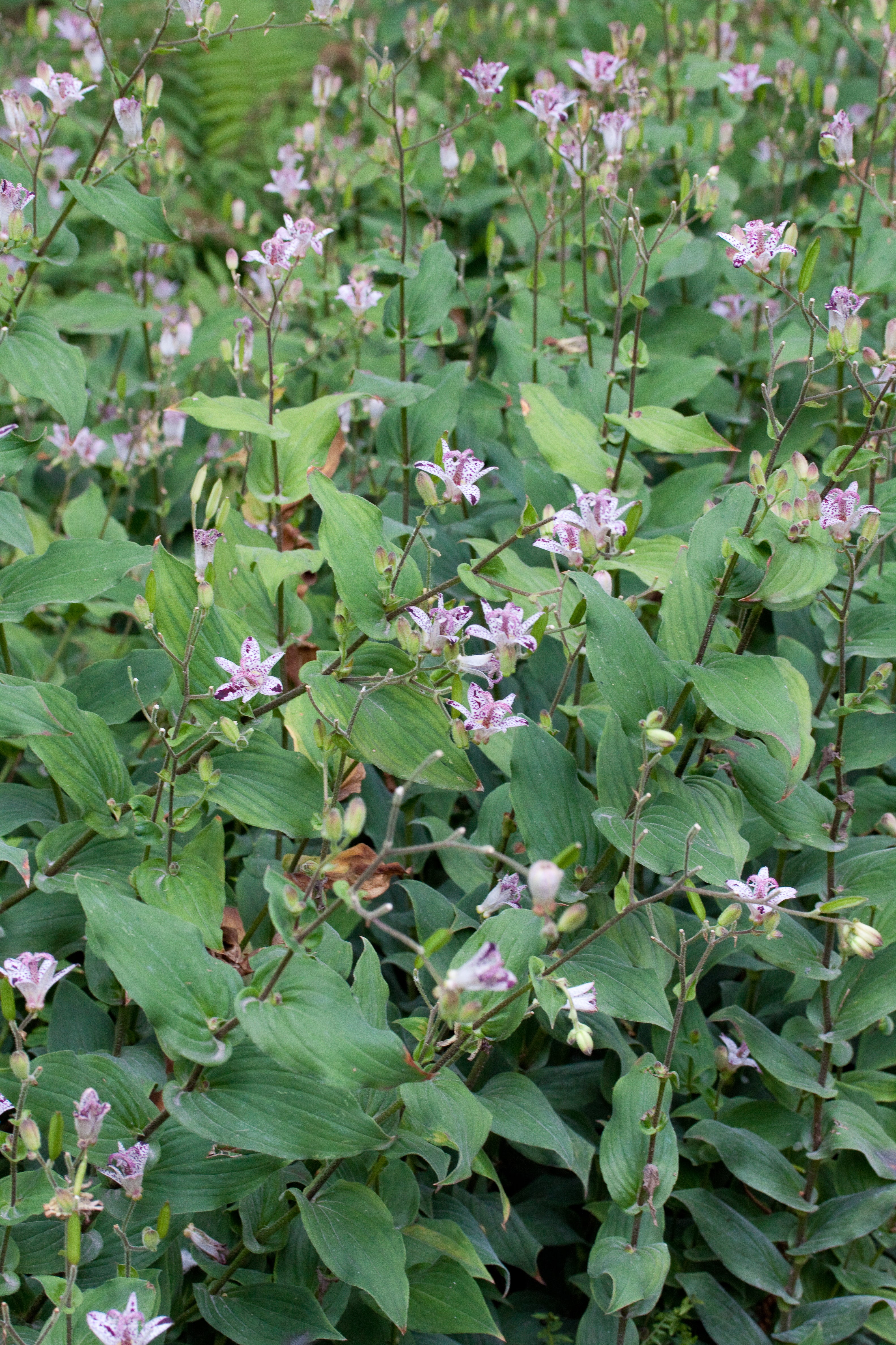 Tricyrtis formosana Stolonifera Group Ballyrobert Gardens