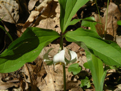 Trillium catesbyi