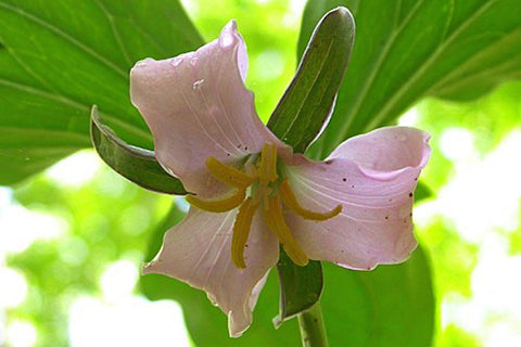 Trillium catesbyi