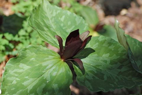 Trillium cuneatum