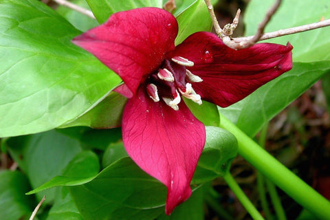 Trillium erectum