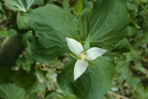 Trillium flexipes