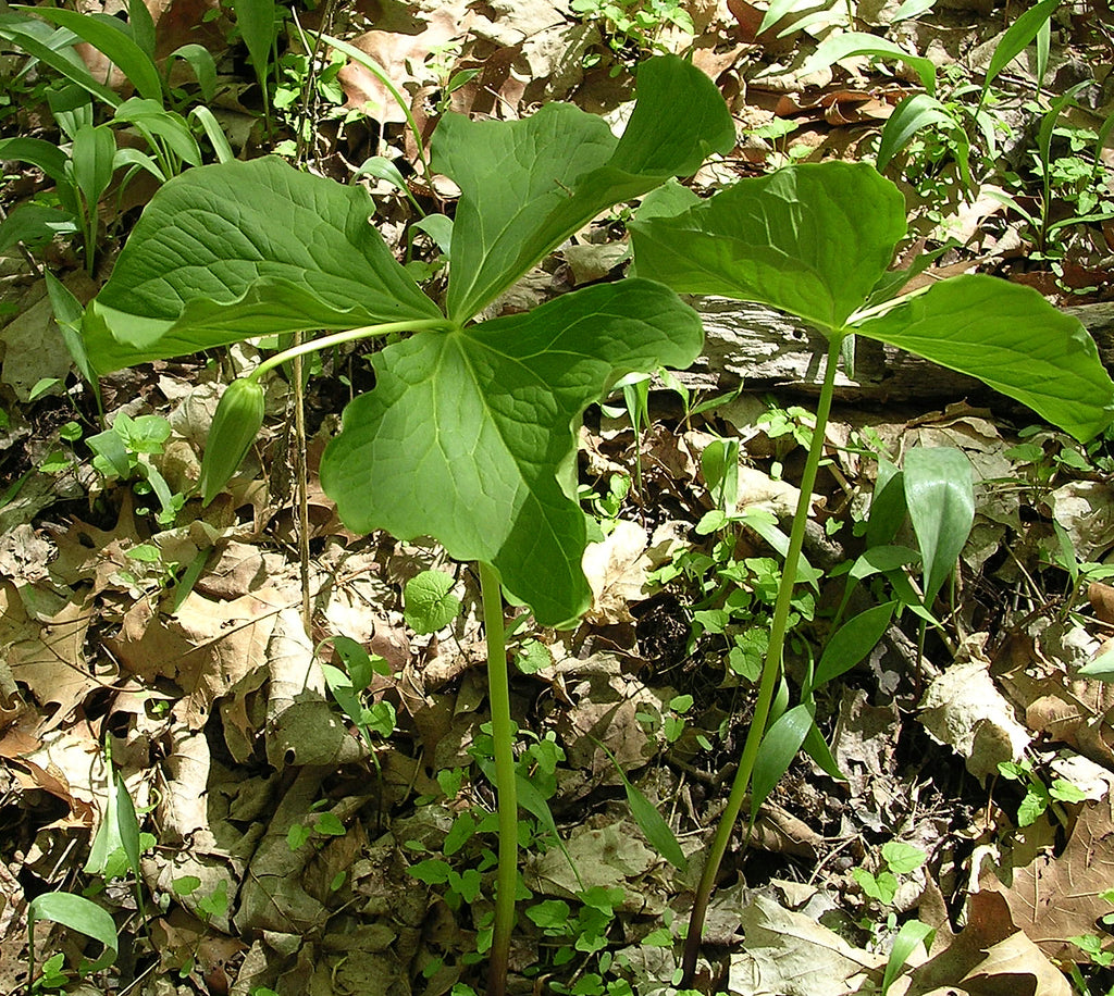 Trillium flexipes Ballyrobert Gardens