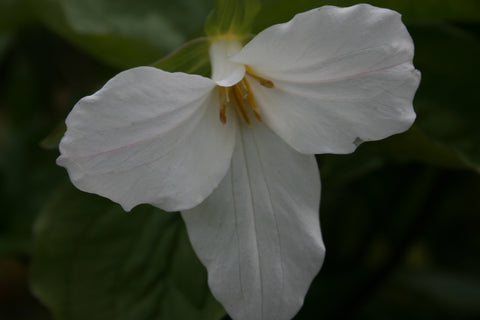 Trillium grandiflorum