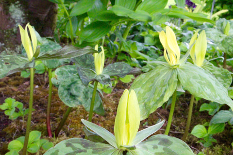 Trillium luteum