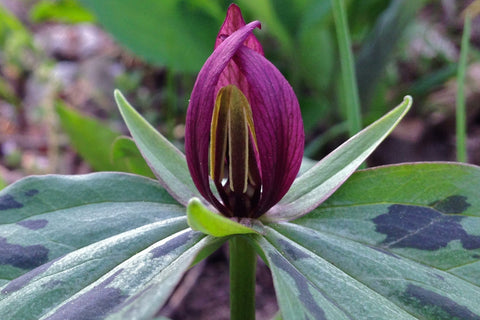 Trillium sessile