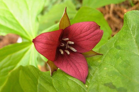 Trillium vaseyi