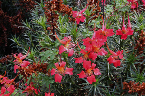 Tropaeolum speciosum