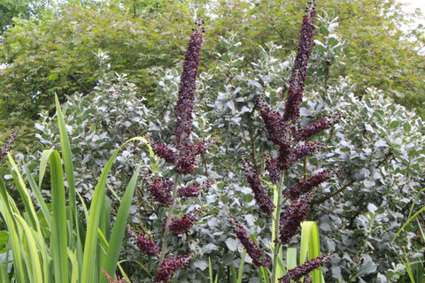 Veratrum nigrum