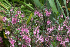 Veronica 'Sporty Pink' (H)