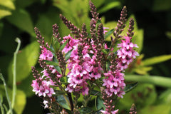 Veronica 'Sporty Pink' (H)