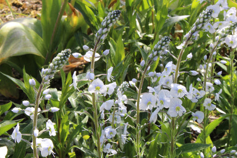 Veronica gentianoides 'Tissington White'