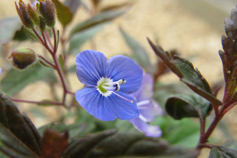 Veronica umbrosa 'Georgia Blue'