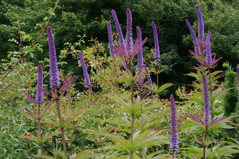 Veronicastrum 'Red Arrows'