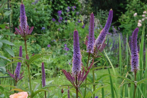 Veronicastrum virginicum 'Cupid'