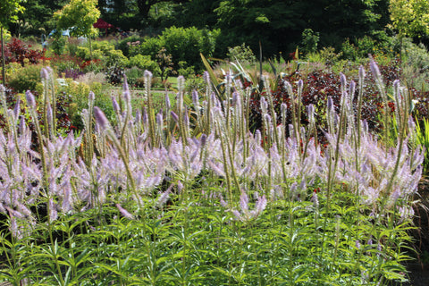 Veronicastrum virginicum 'Lavendelturm'