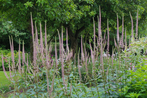 Veronicastrum virginicum f. roseum 'Pink Glow'