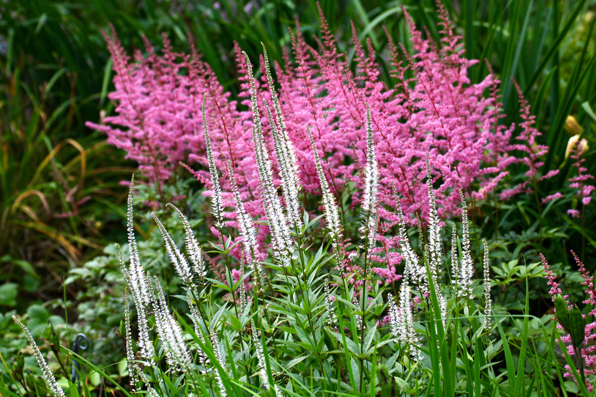 Veronicastrum virginicum 'Album' – Ballyrobert Gardens