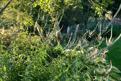 Veronicastrum virginicum 'Diane'