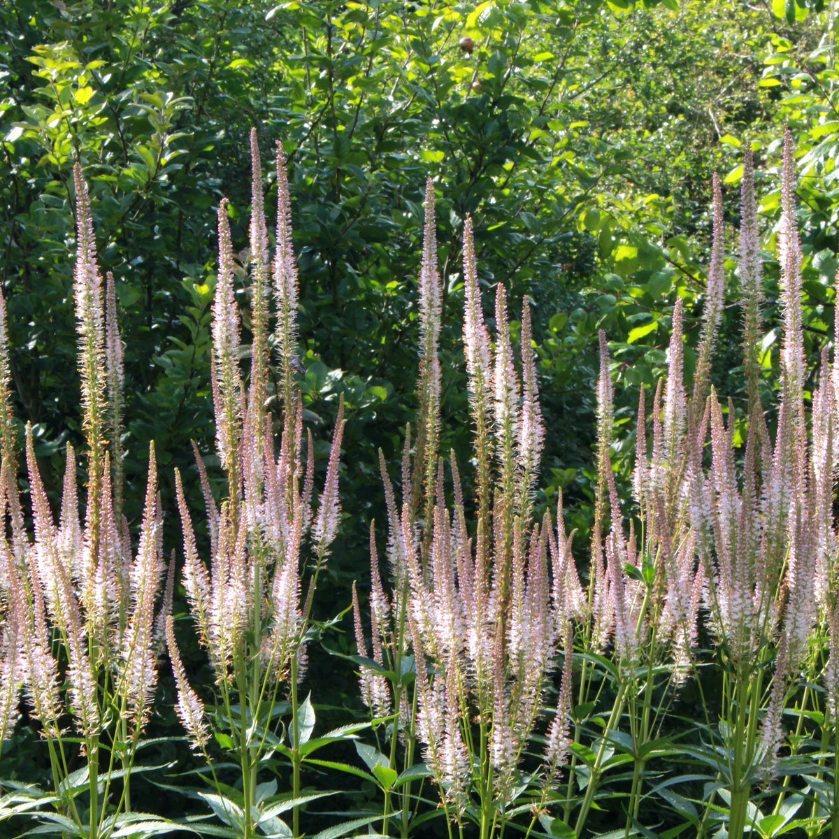 Veronicastrum virginicum 'Erica' – Ballyrobert Gardens