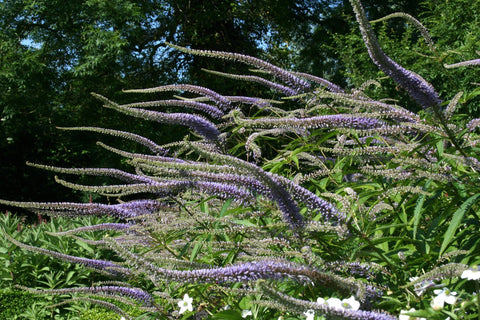 Veronicastrum virginicum 'Pointed Finger'