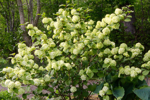 Viburnum plicatum f. plicatum 'Rotundifolium'