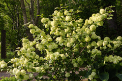 Viburnum plicatum f. plicatum 'Rotundifolium'