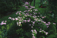 Viburnum plicatum f. tomentosum 'Pink Beauty'
