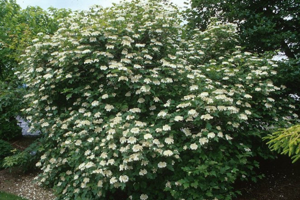 Compactum Tree Viburnum opulus 'Compactum' – Ballyrobert Gardens