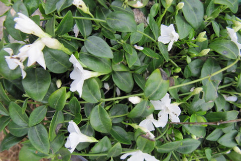 Vinca minor f. alba 'Gertrude Jekyll'