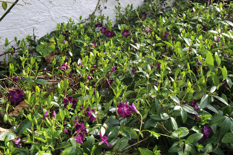 Vinca minor 'Atropurpurea'