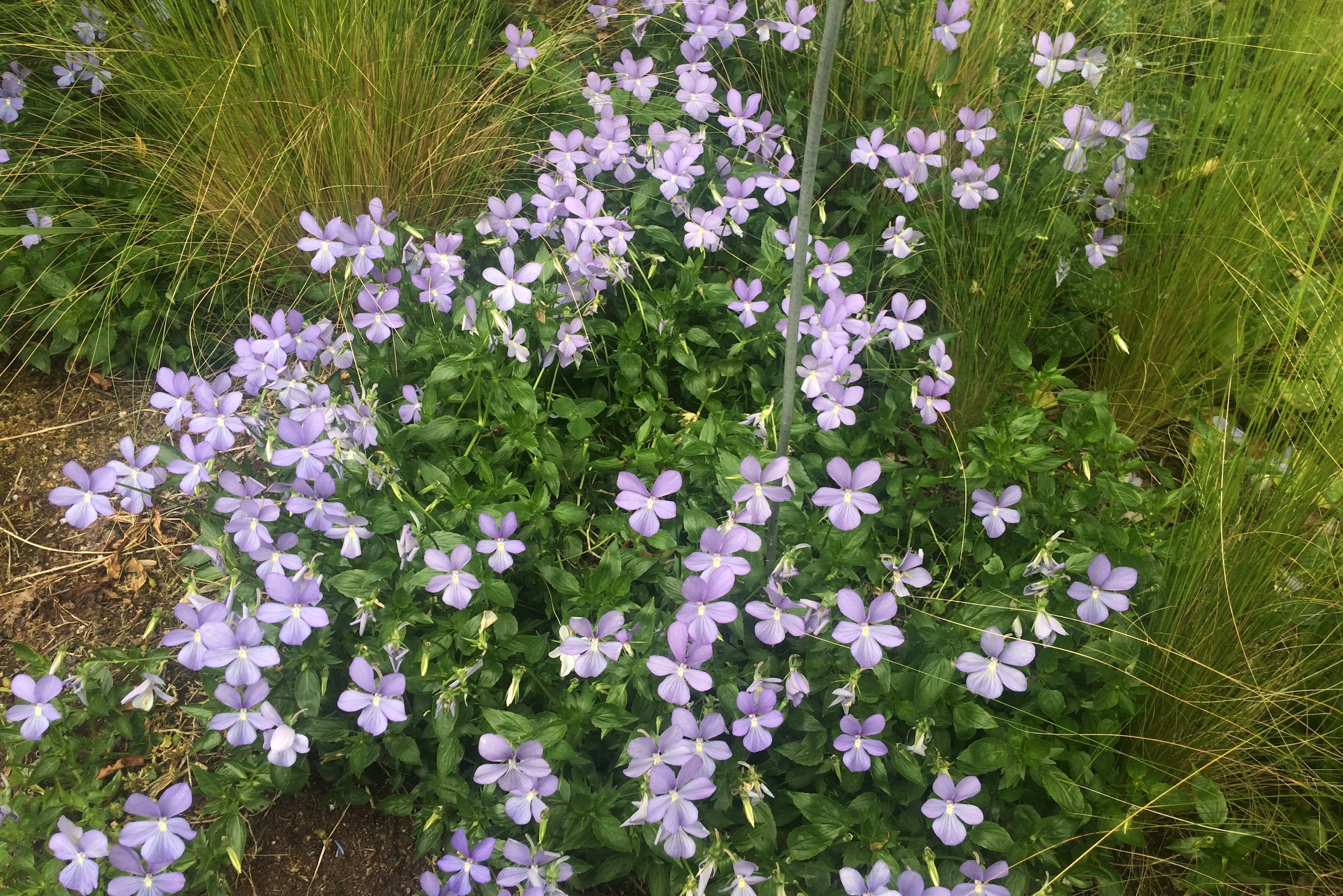 Viola 'Belmont Blue' (C) Ballyrobert Gardens