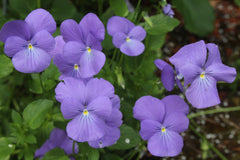Viola 'Eastgrove Blue Scented' (C)