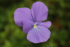 Viola 'Eastgrove Blue Scented' (C)