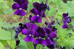 Viola 'Roscastle Black'