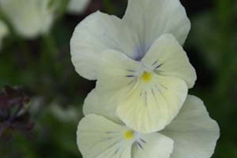 Viola cornuta 'Cleopatra' (C)