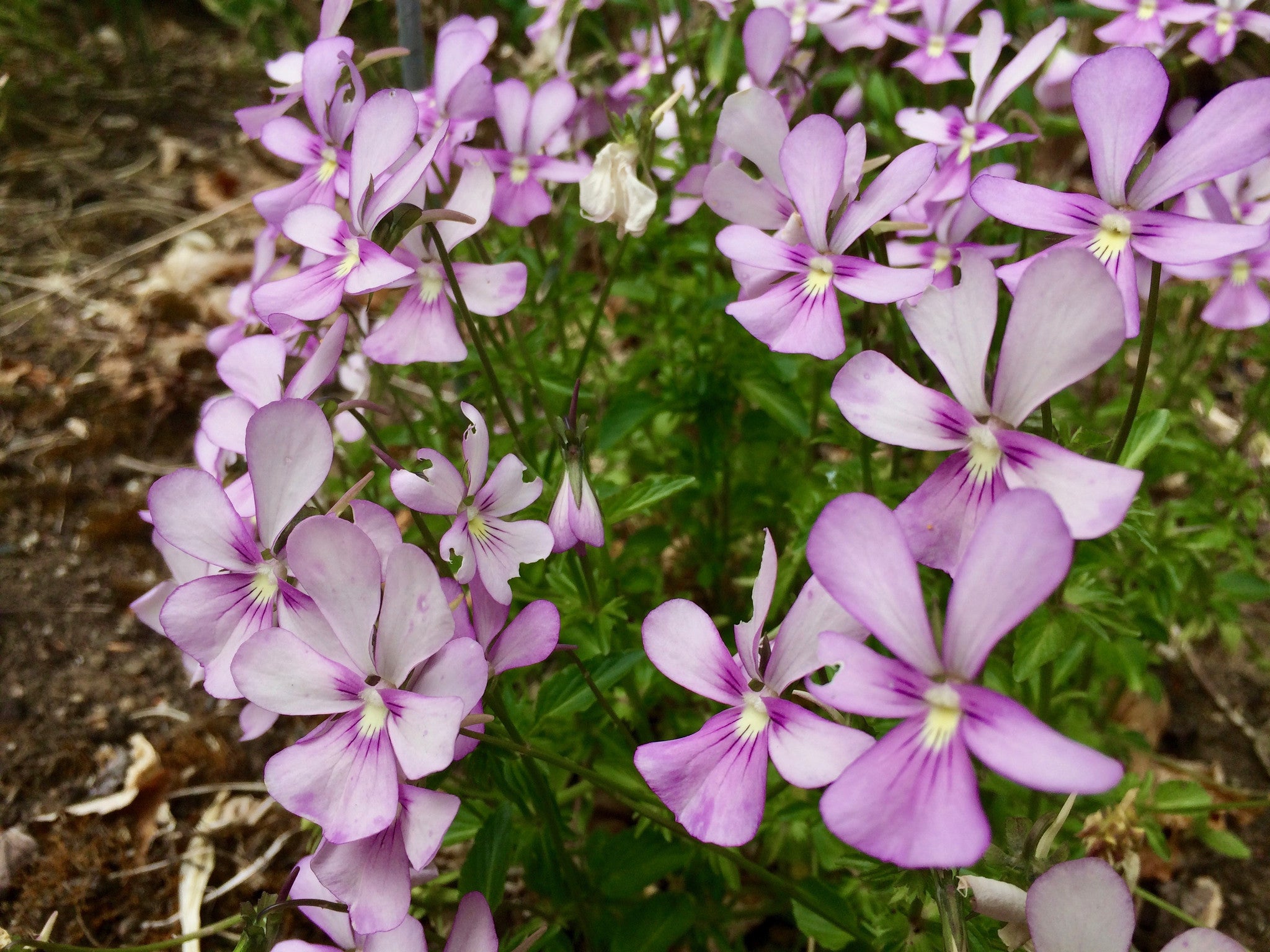 Viola cornuta 'Victoria's Blush' (C) Ballyrobert Gardens